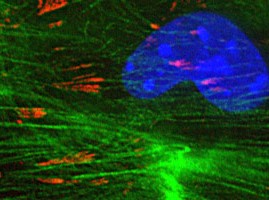 Control Antibodies 1