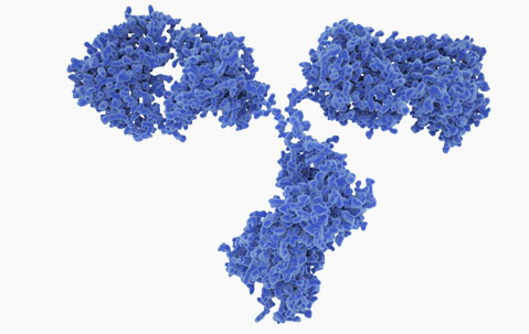 Antibodies