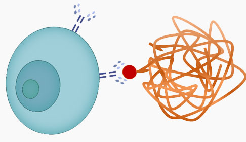 Small Molecule Antibodies