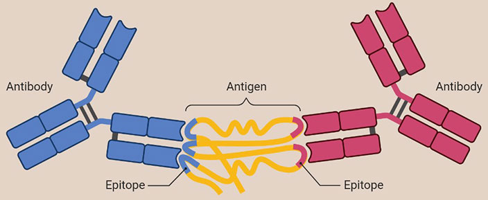 Matched antibody pairs - Creative Diagnostics