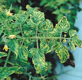 tobacco-mosaic-virus