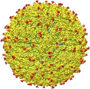 the surface of Zika virus